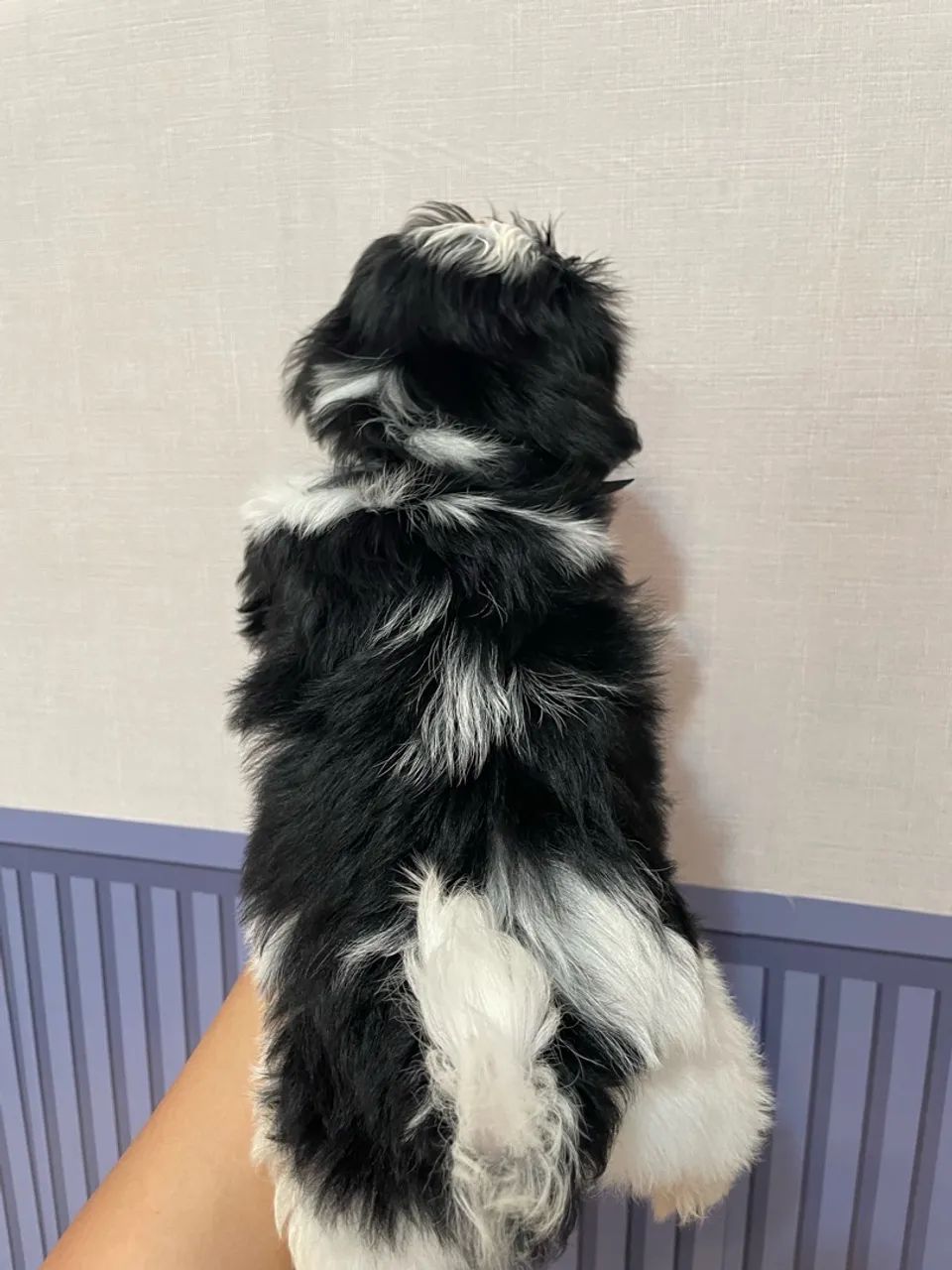 Shih-Tzu Macho Preto e Branco - Foto 2