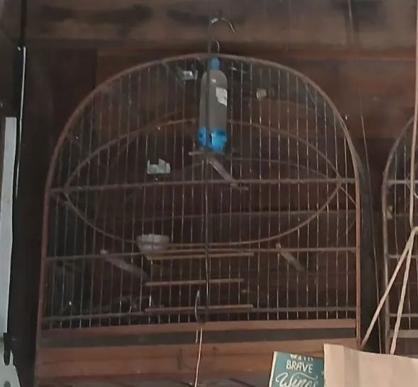 Gaiolas pássaros ? 
