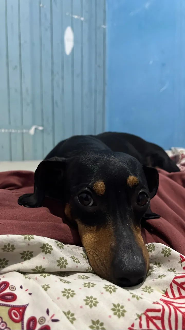 Filhotes de Dachshund - Foto 4