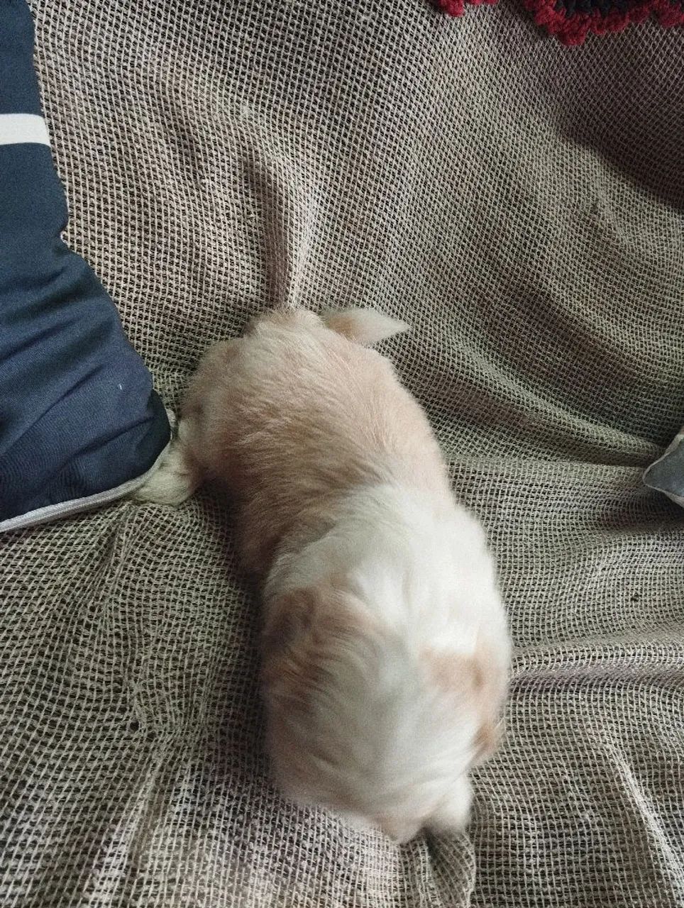 Shitzu  - Foto 2