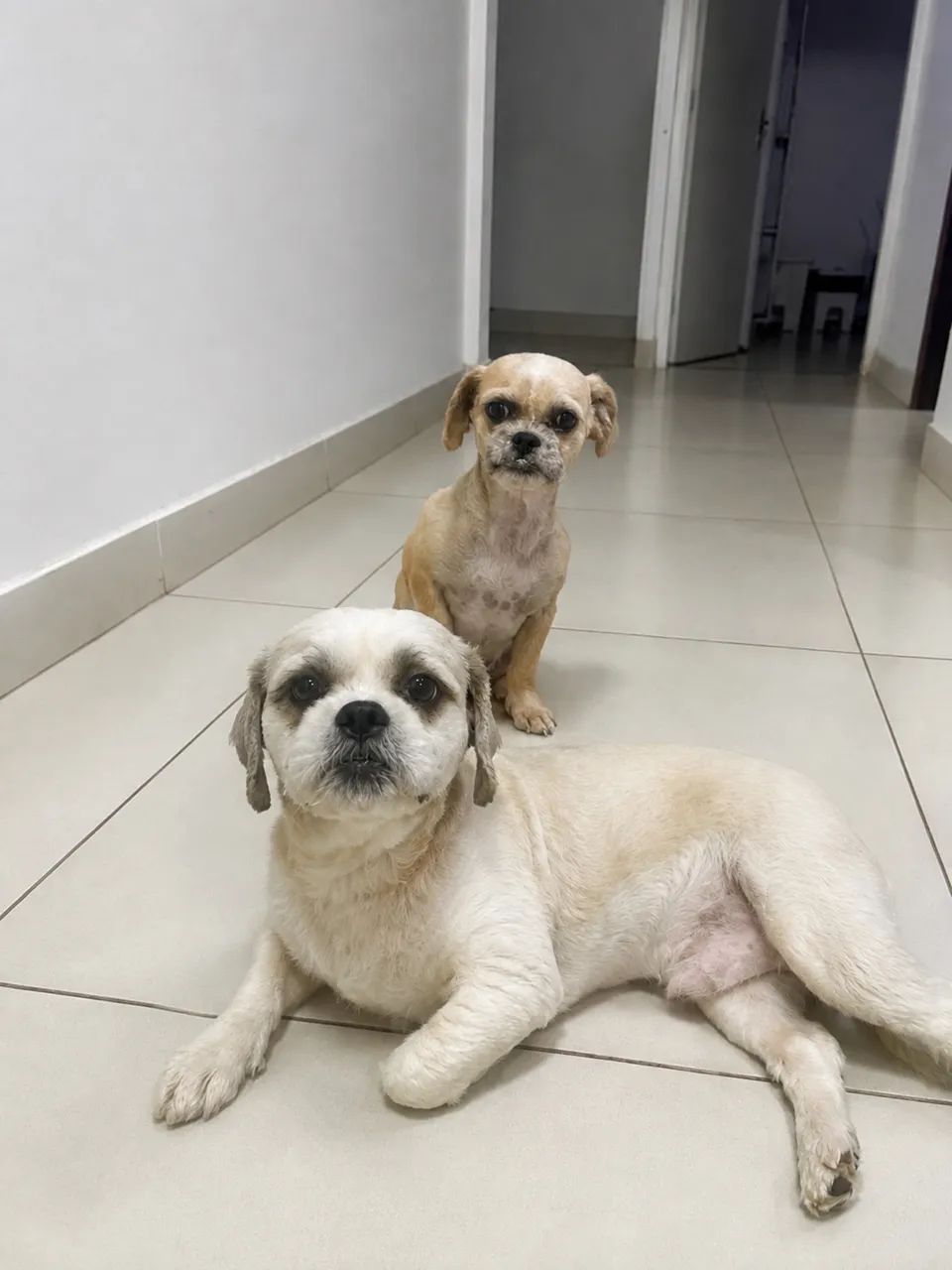 Adoção responsável macho e fêmea  - Foto 2