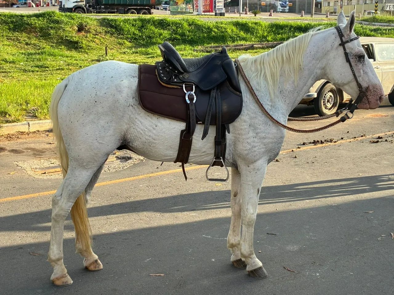 Vendo cavalo castrado 8 anos 