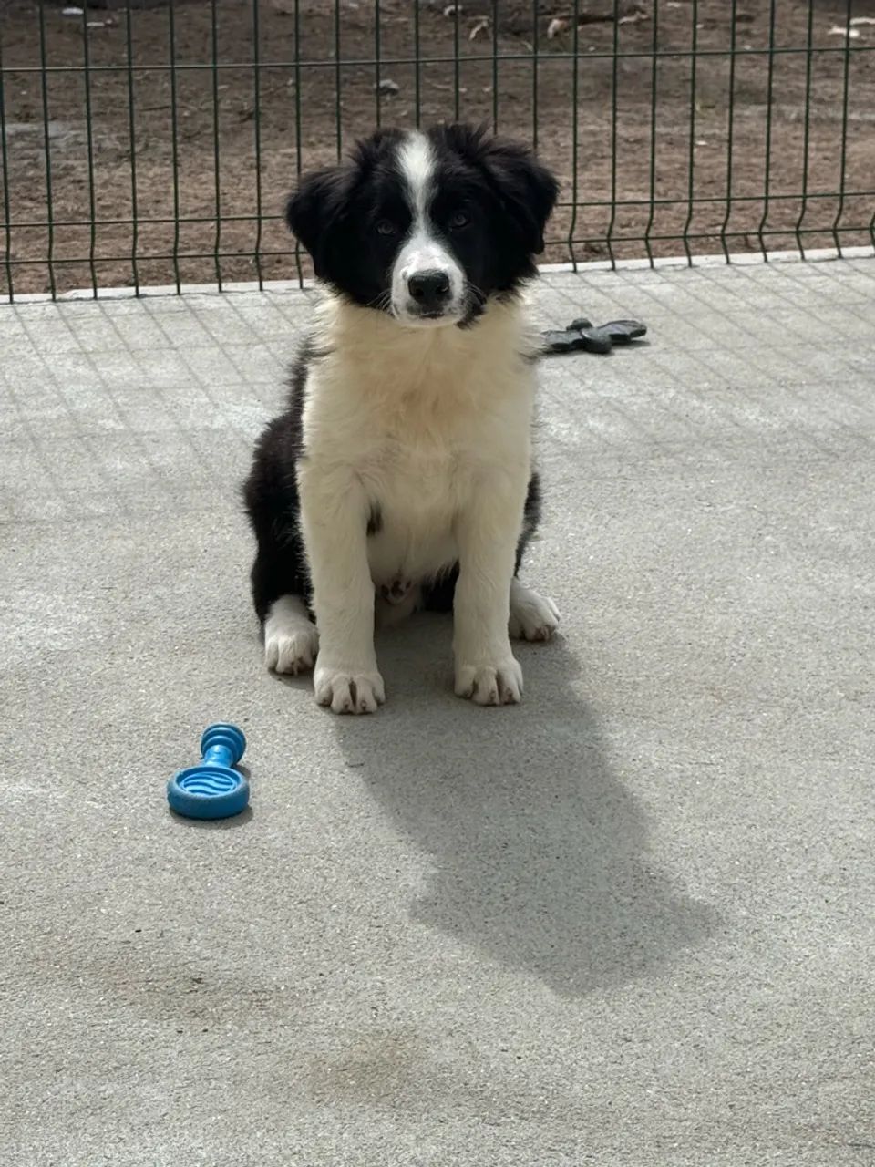 Filhotes de Border Collie