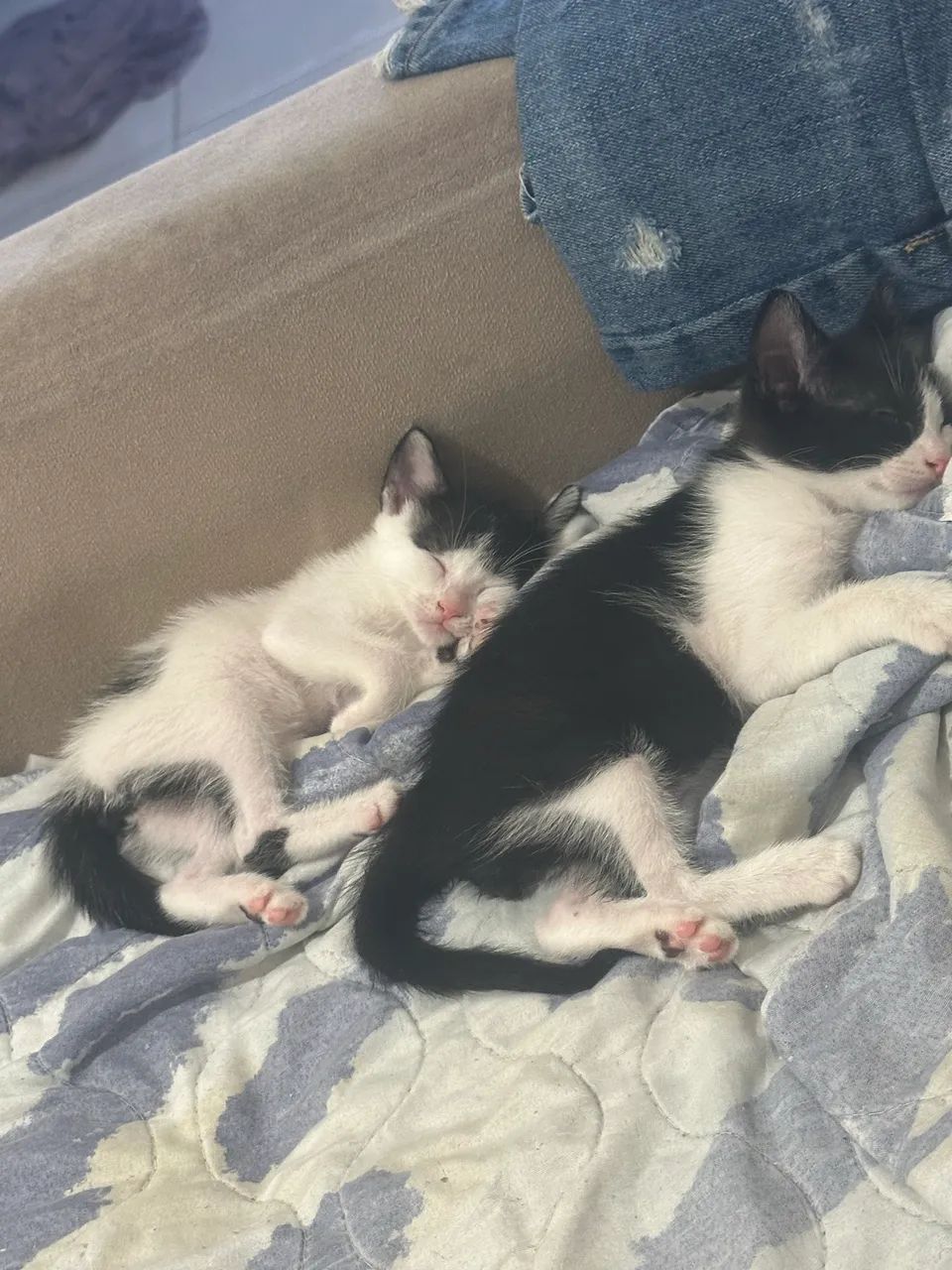 Gatinhos com 02 meses Ajuda pfv ? - Foto 3