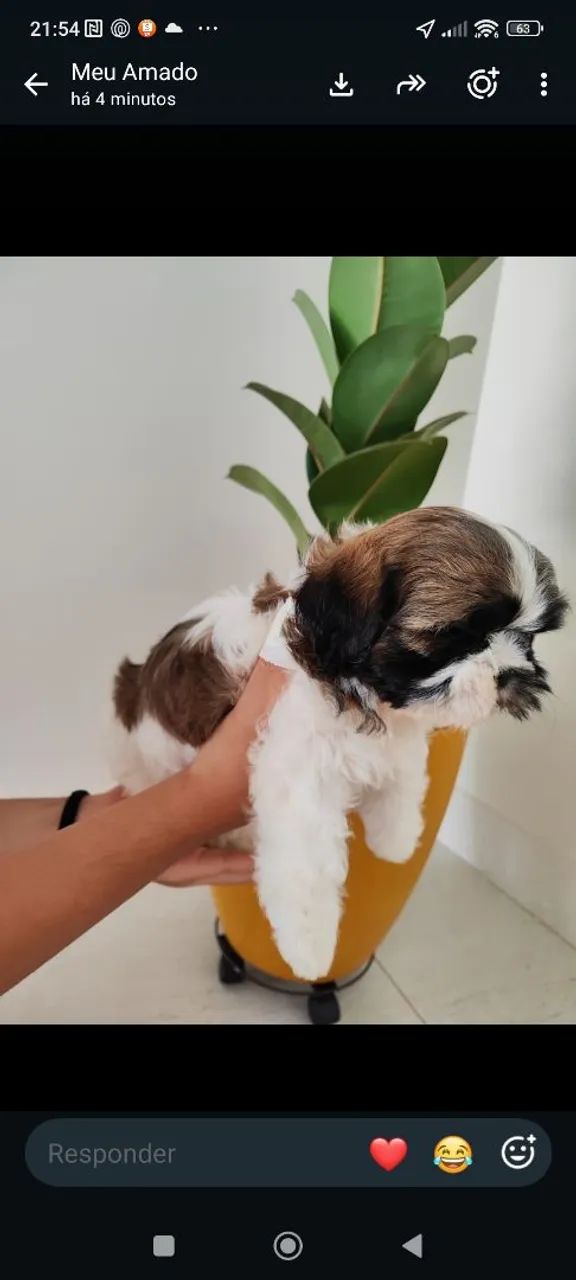Shih Tzu  - Foto 2
