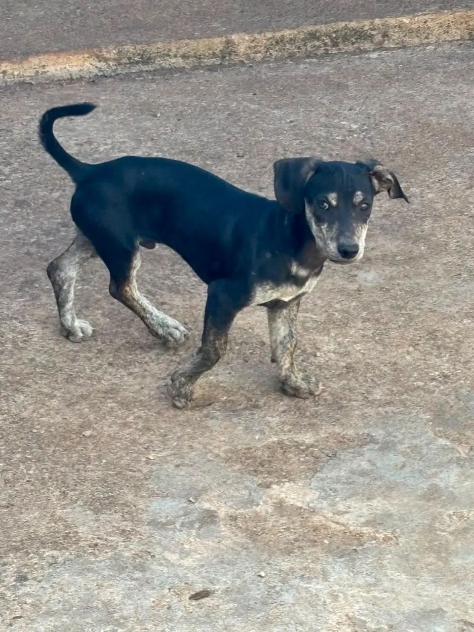 Doações de cachorrinhos filhotes  - Foto 2