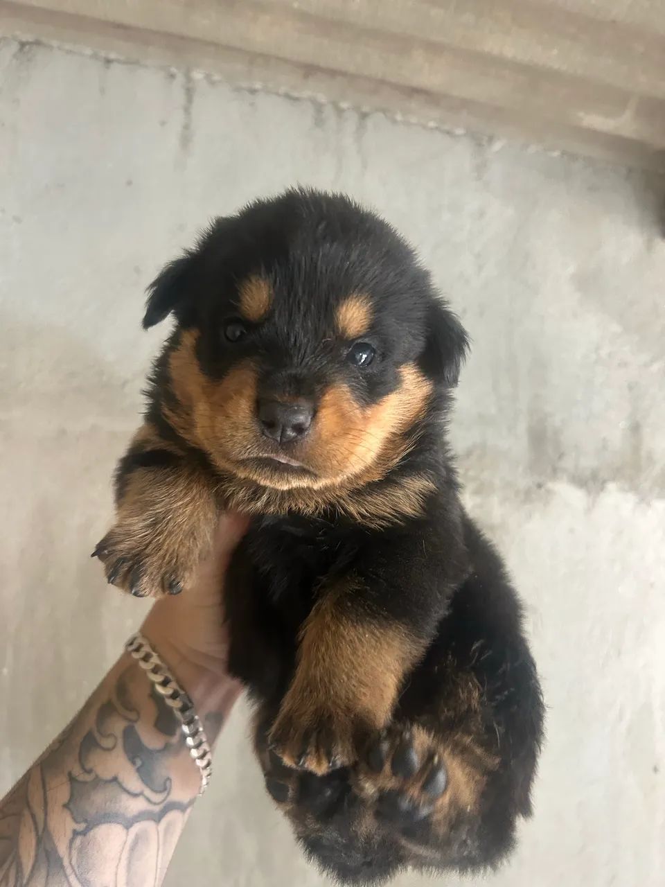rotweiller filhotes  - Foto 2
