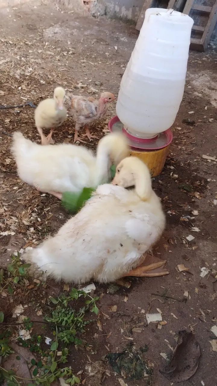 ganso - Foto 2