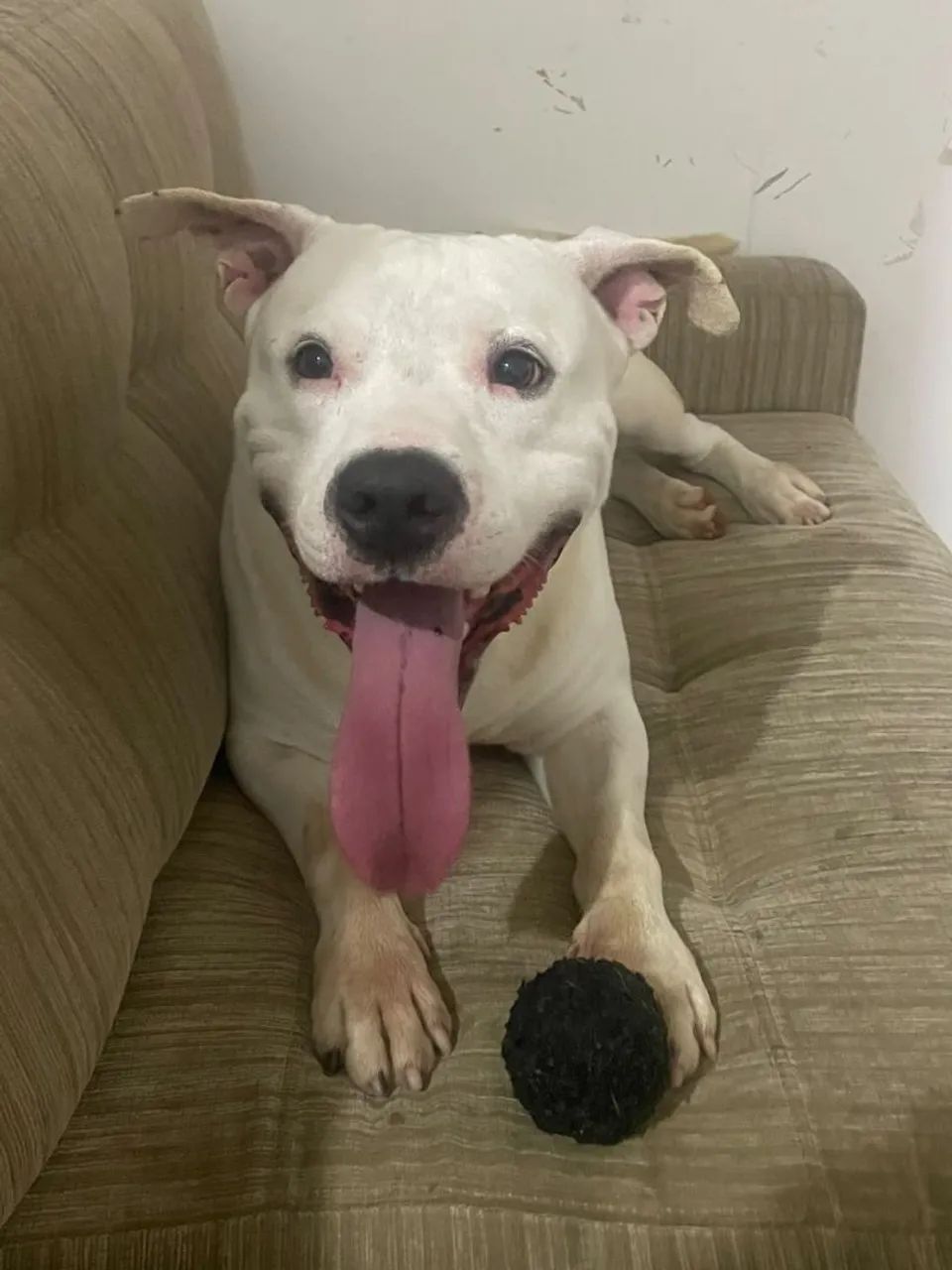 Doação Pitbull - Foto 2