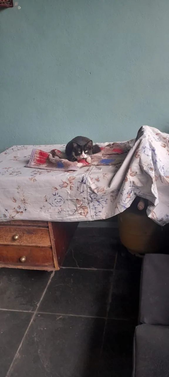 Doação de gatos 