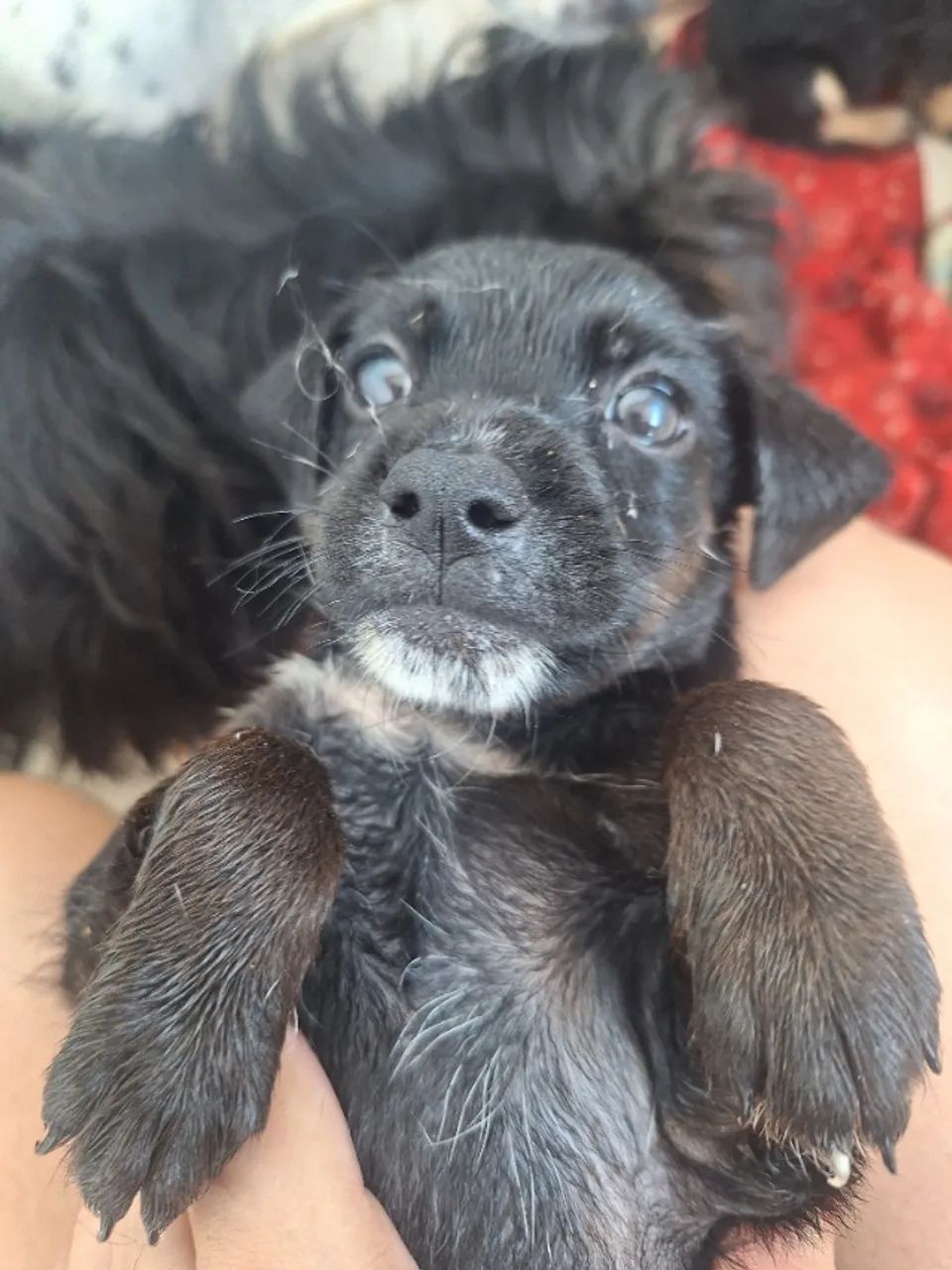 Cachorro