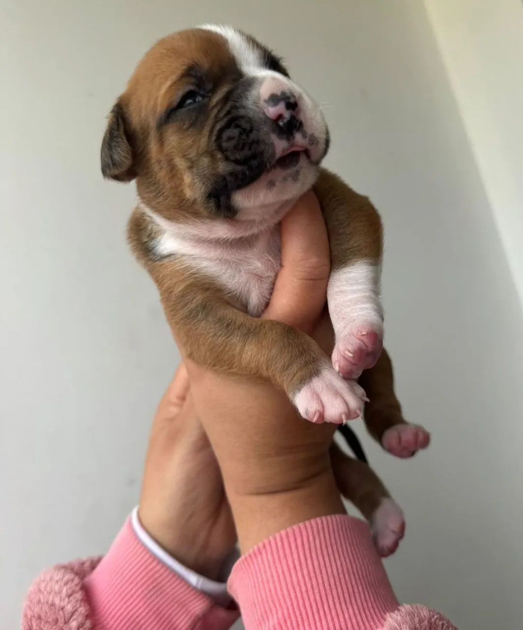Boxer - Foto 2