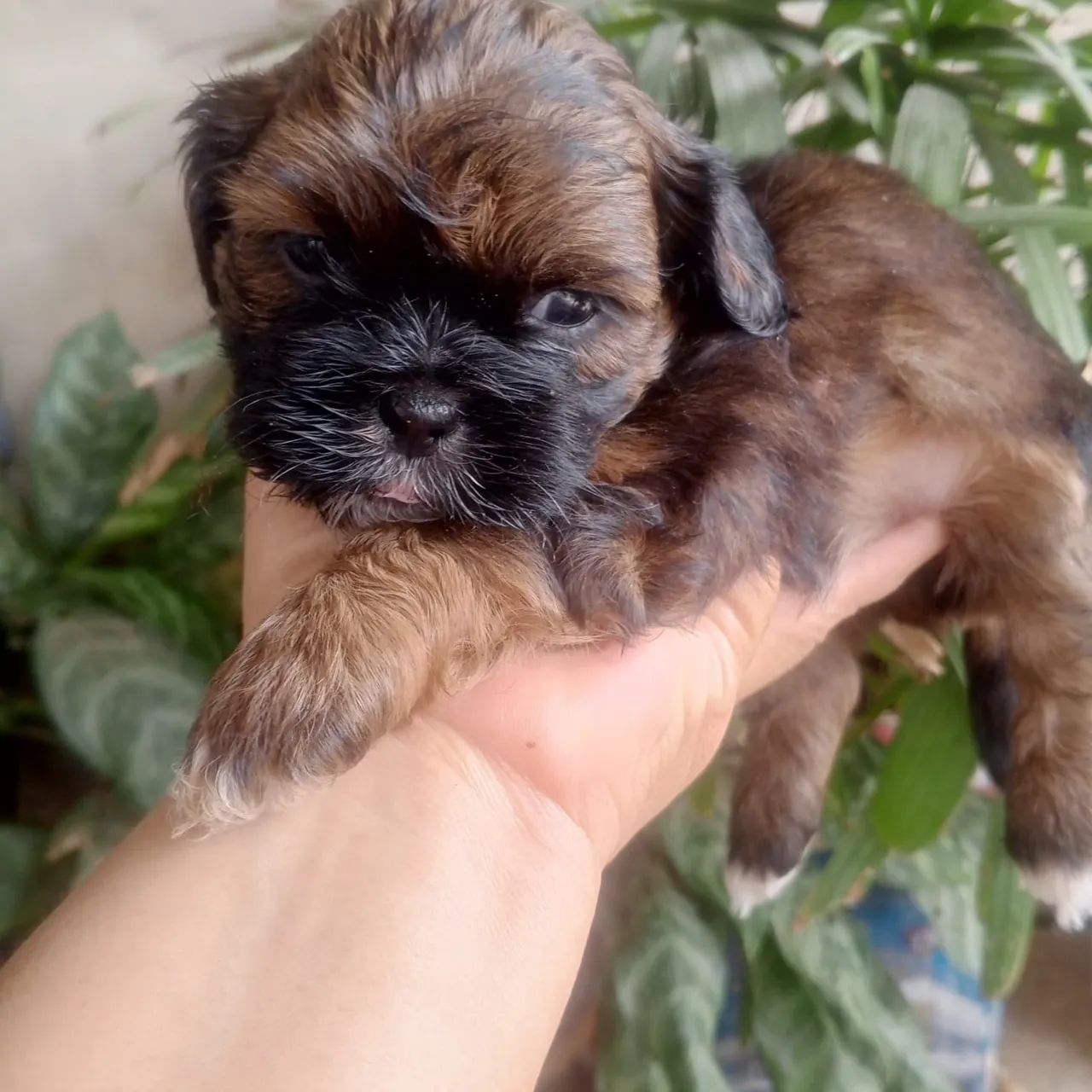 Cachorros - Foto 4