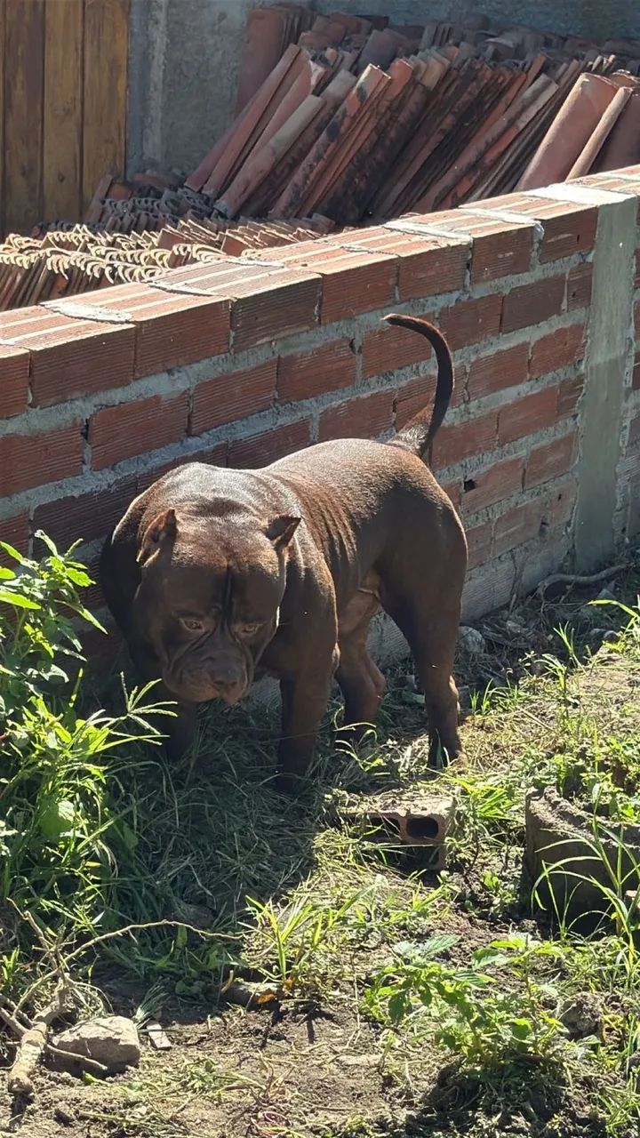 Pit monster de 6 meses neto do mandíbula  - Foto 5
