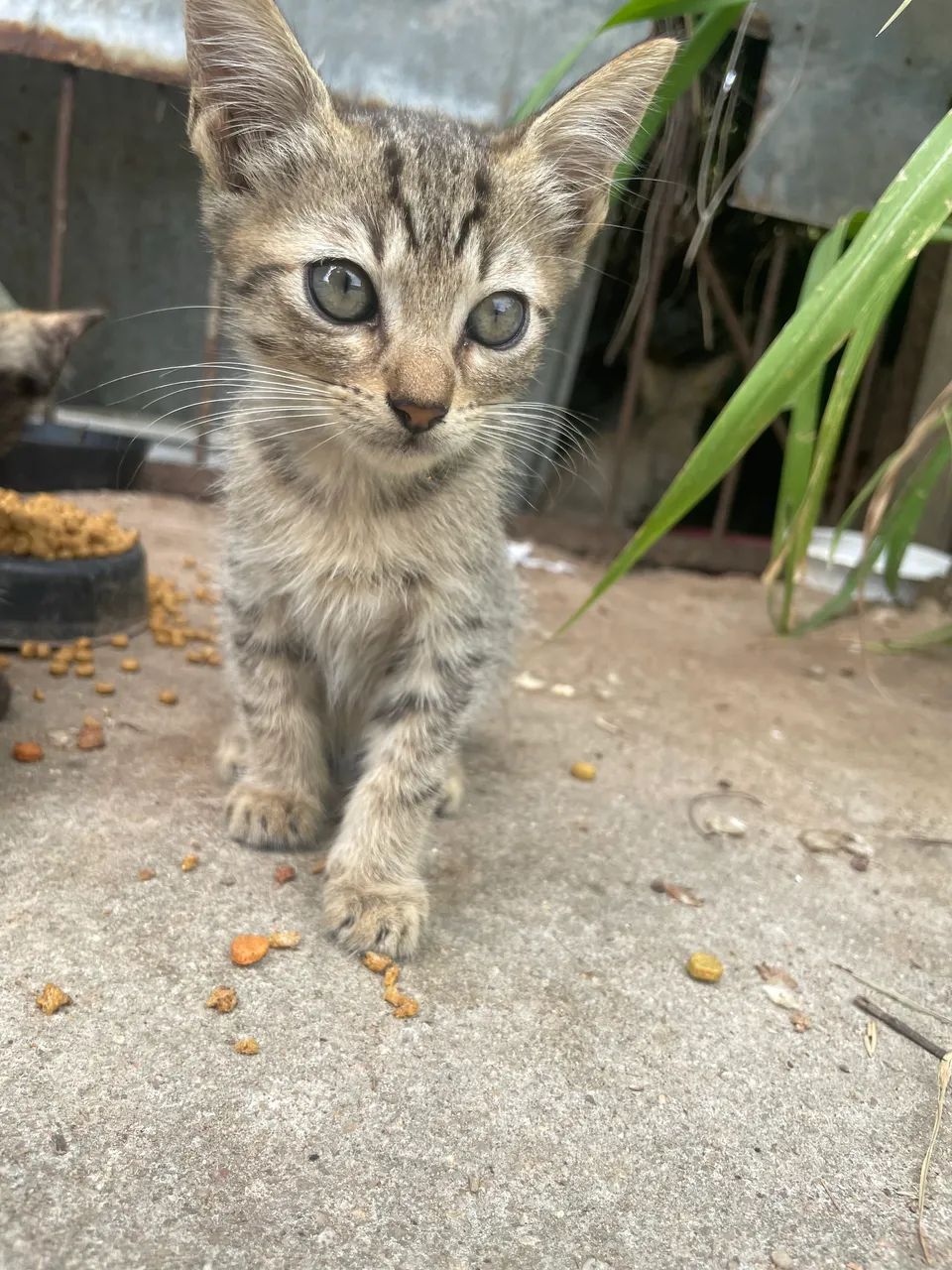 Gatinho filhotes para adoção  - Foto 3