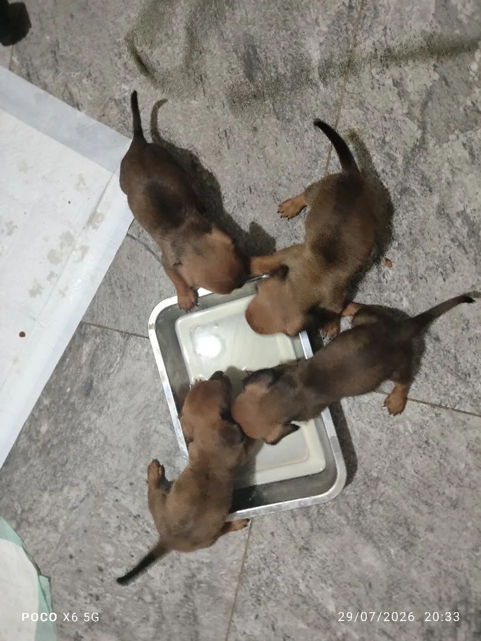 Vendo 