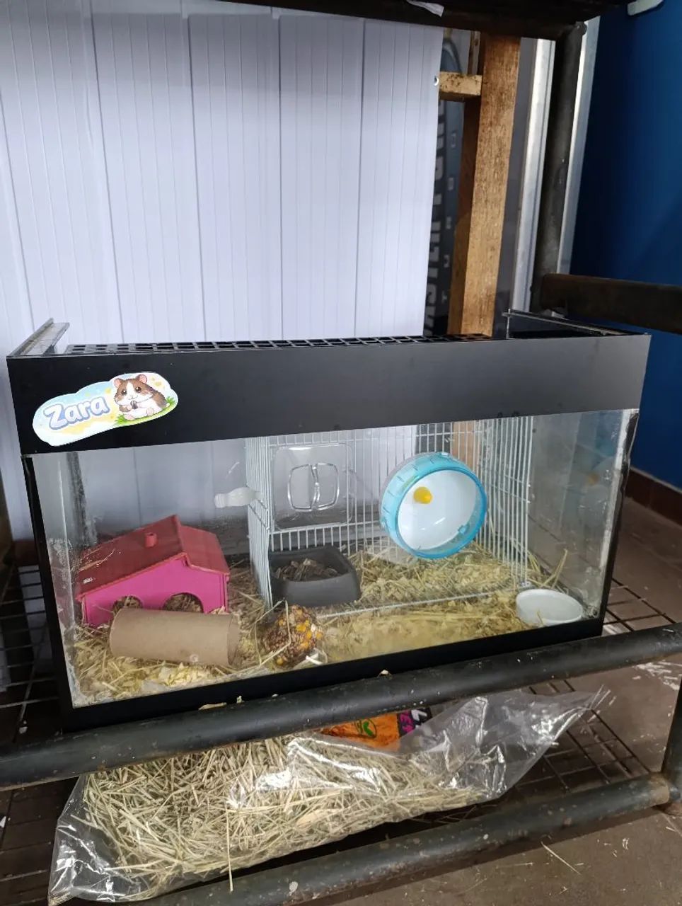 Terrário com hamster anão russo 