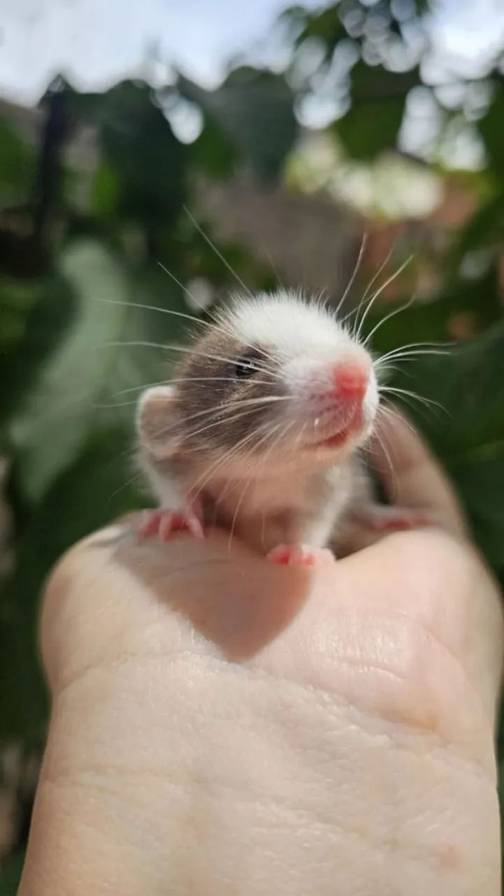 Twister Dumbo  - Foto 2