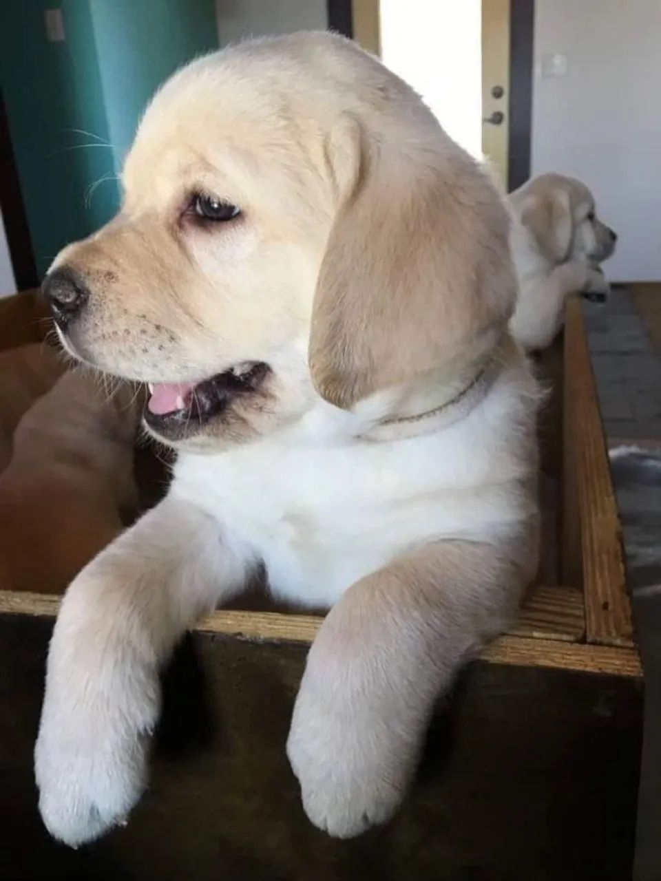 Labrador encantador 