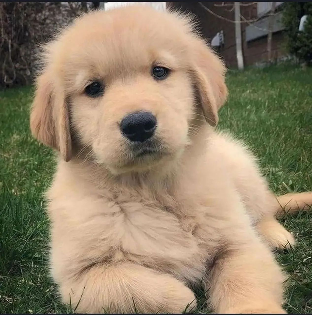 Golden Retriever 