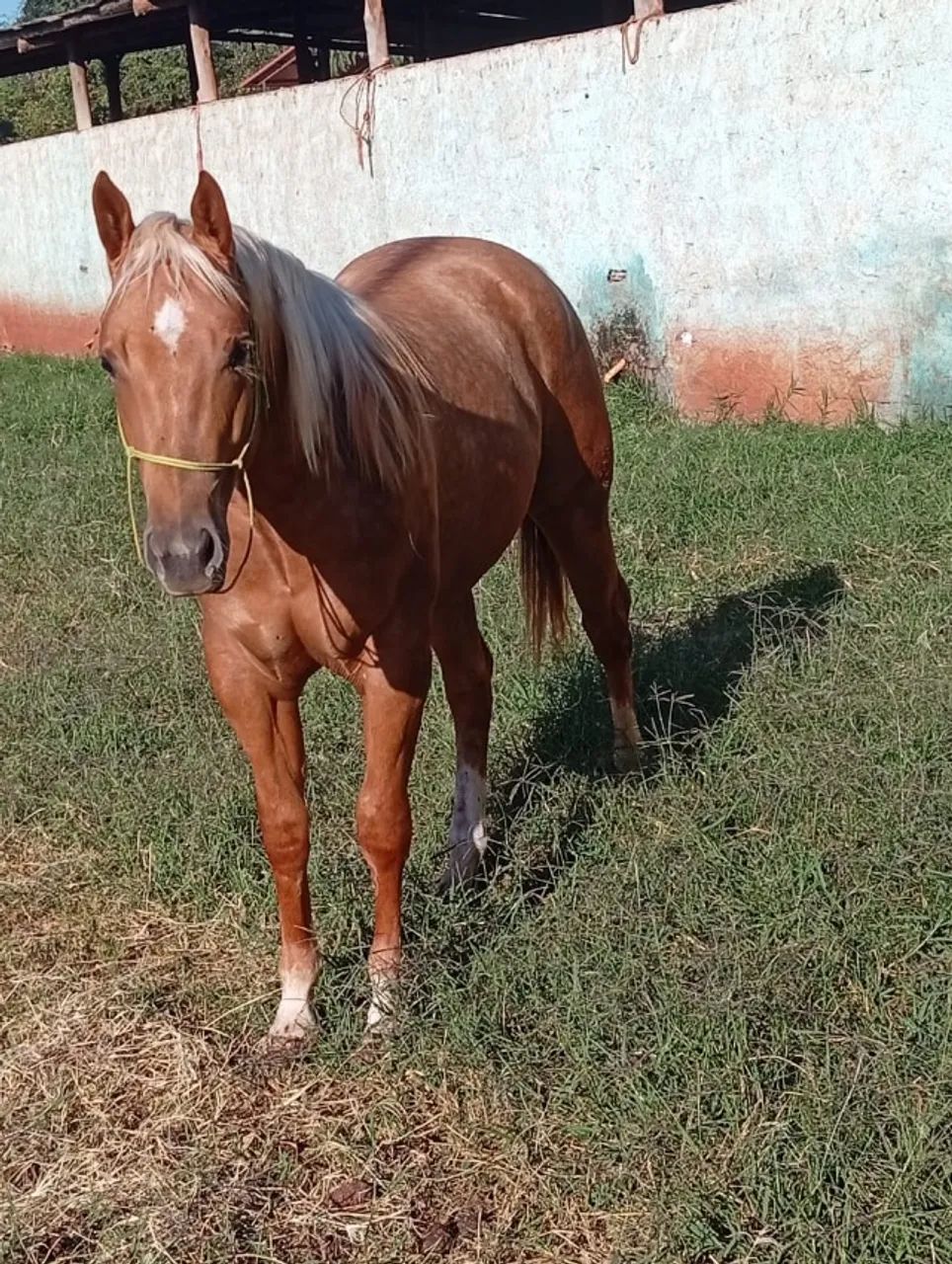 Potro Quarto de Milha PO - Foto 3