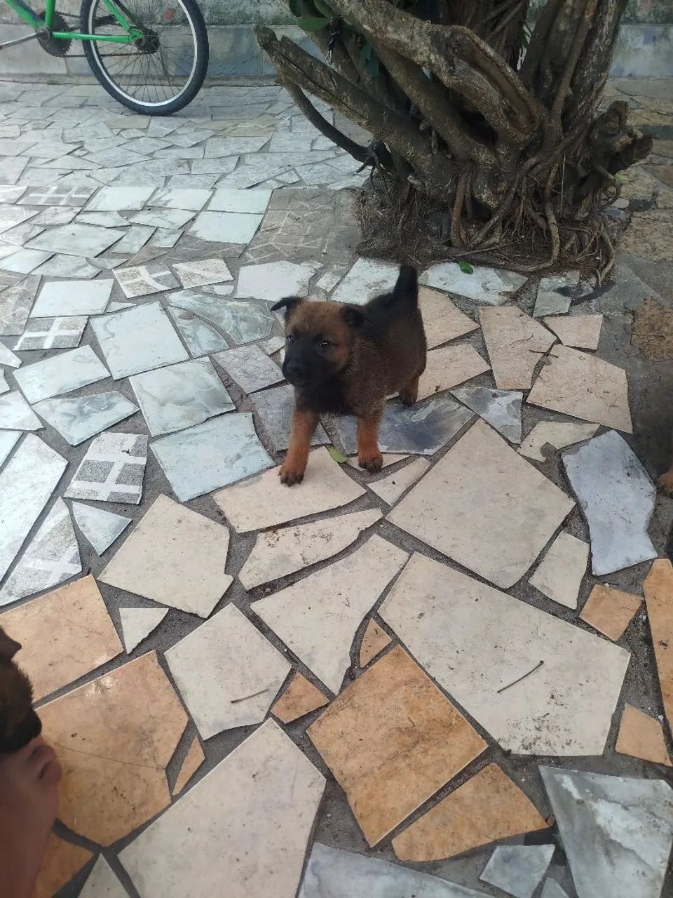 Vendo pastor belga de malinois  - Foto 2
