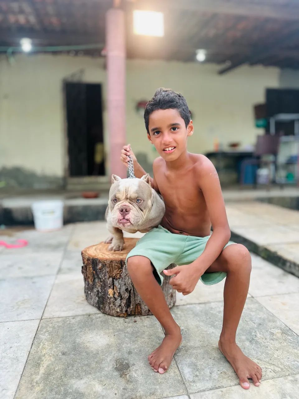 American Bully  - Foto 2