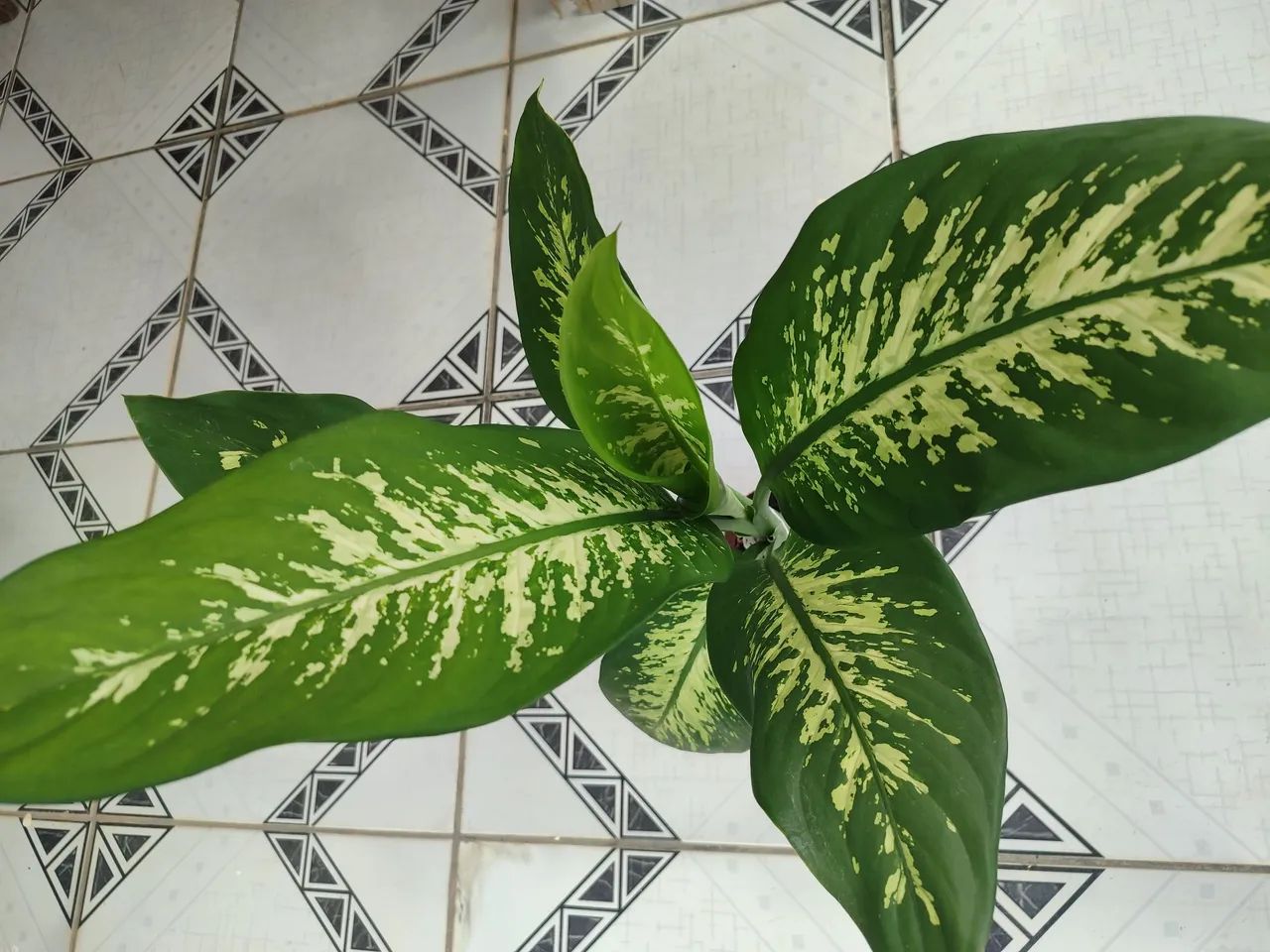 Plantas de sombra  - Foto 4