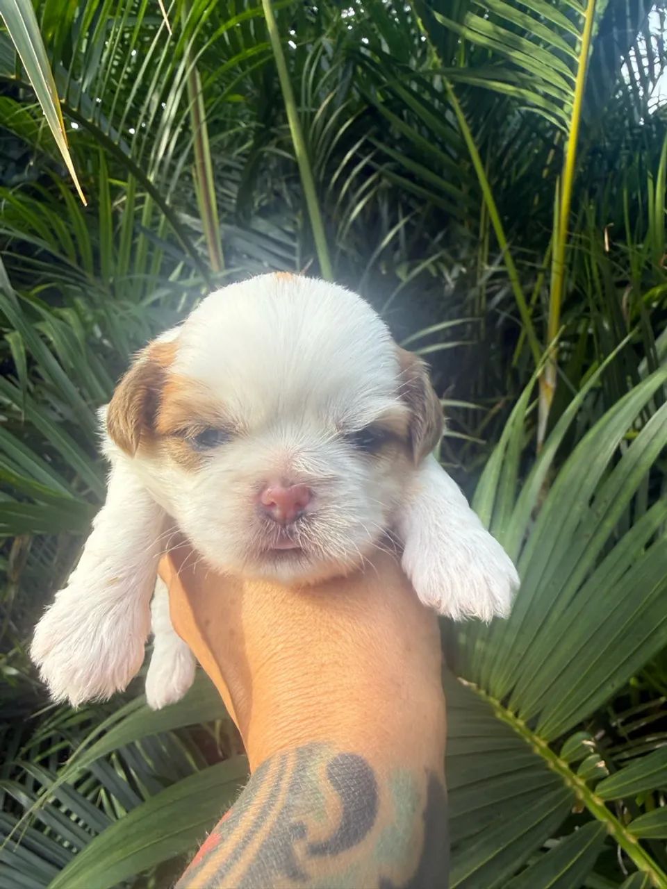Shihtzu macho  - Foto 2