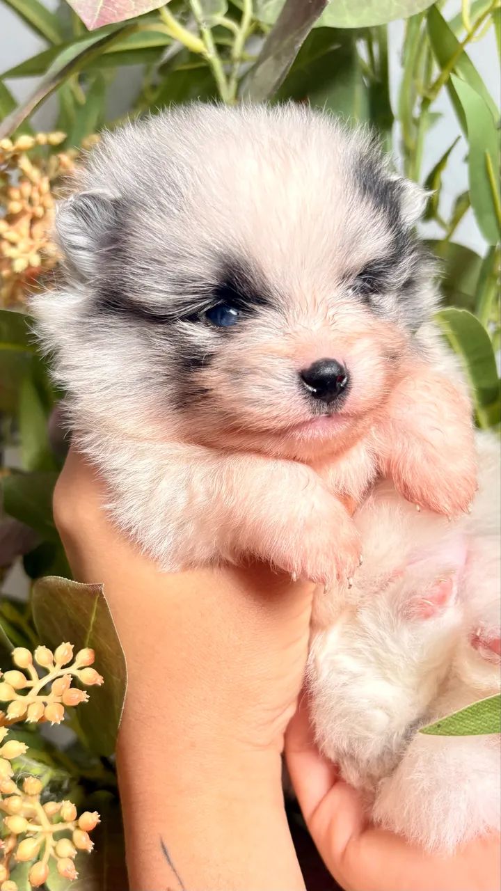 Lulu da pomerania - Foto 3