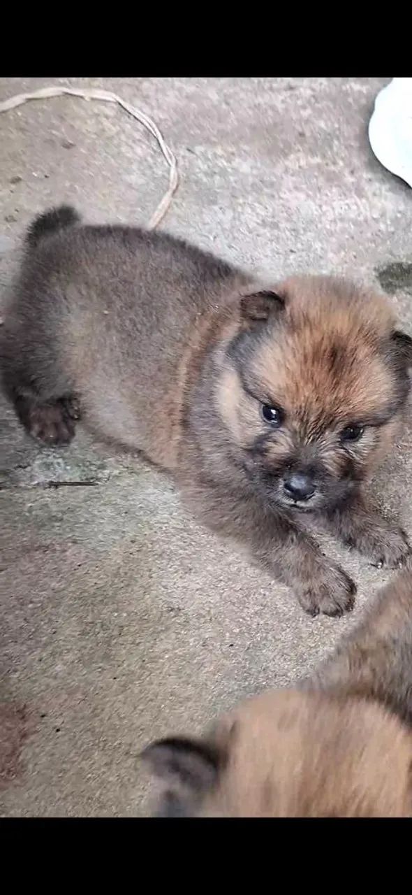 Chow chow língua roxa 