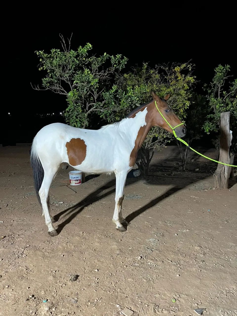 VENDO POTRA  - Foto 3