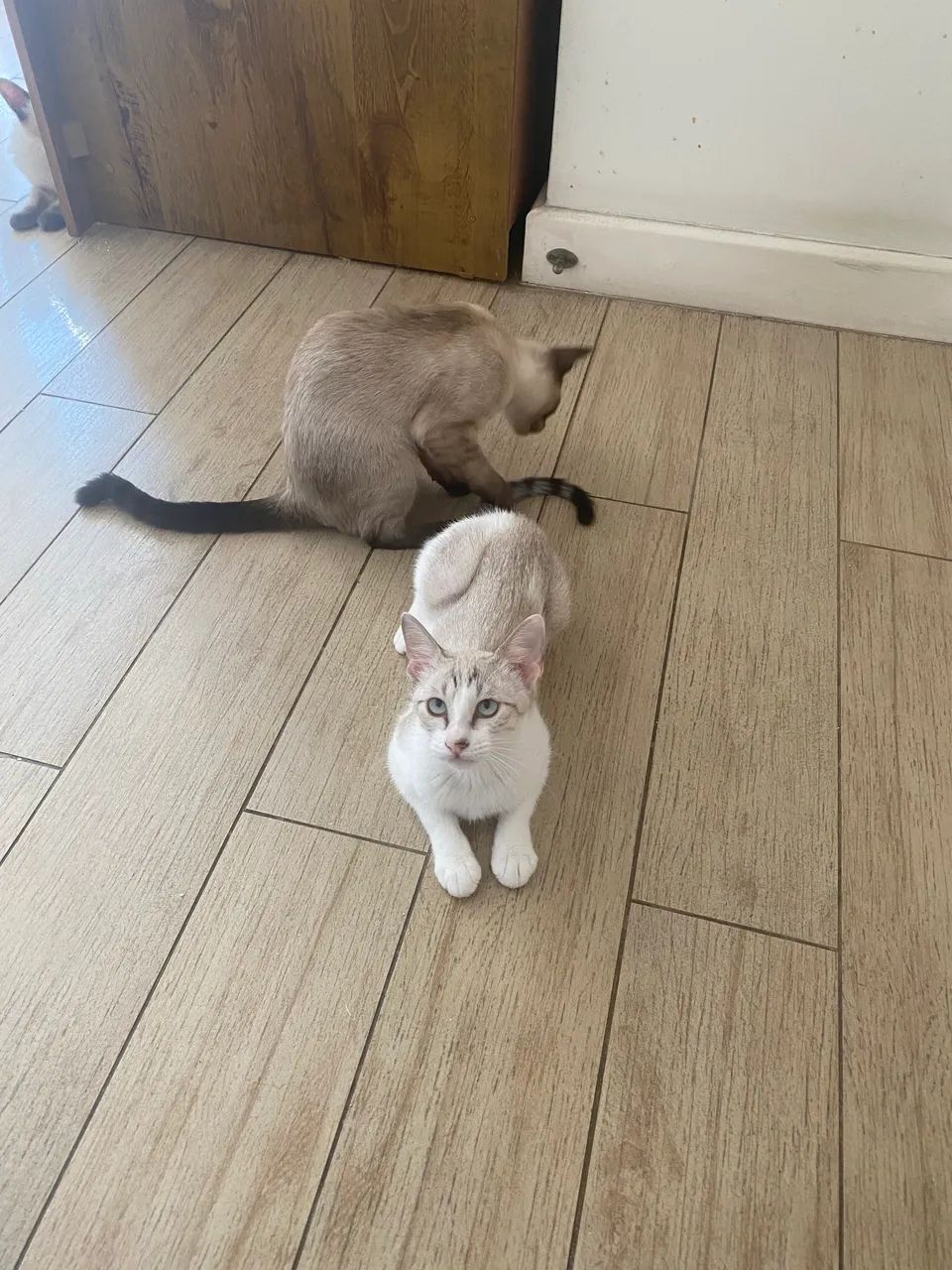 Doação Responsável Gatinha 5 meses - Foto 3