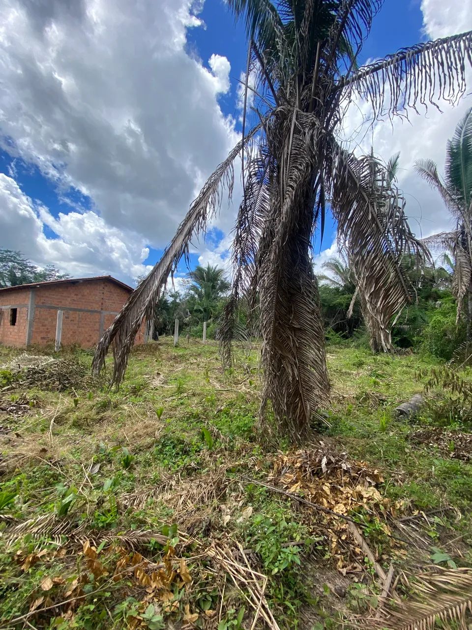 Propriedade a venda no povoado jacurutu - caxias ma - Foto 4