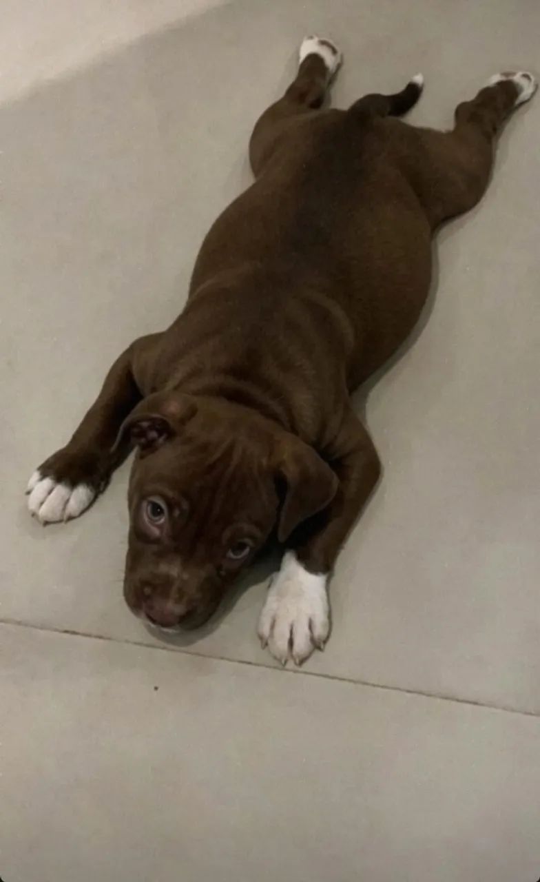 Cachorro 