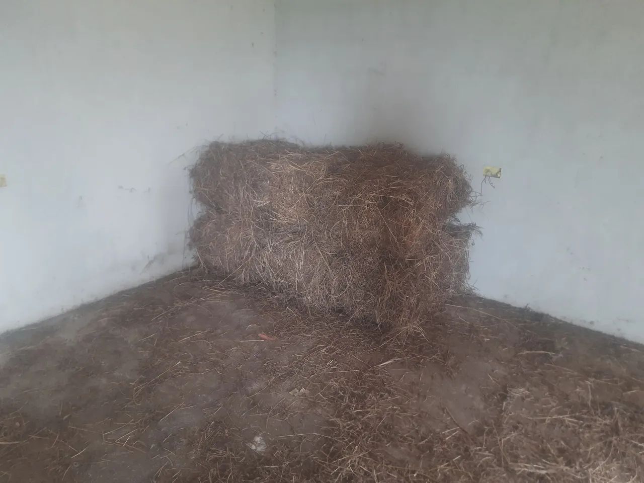 Feno do pangolão  - Foto 2