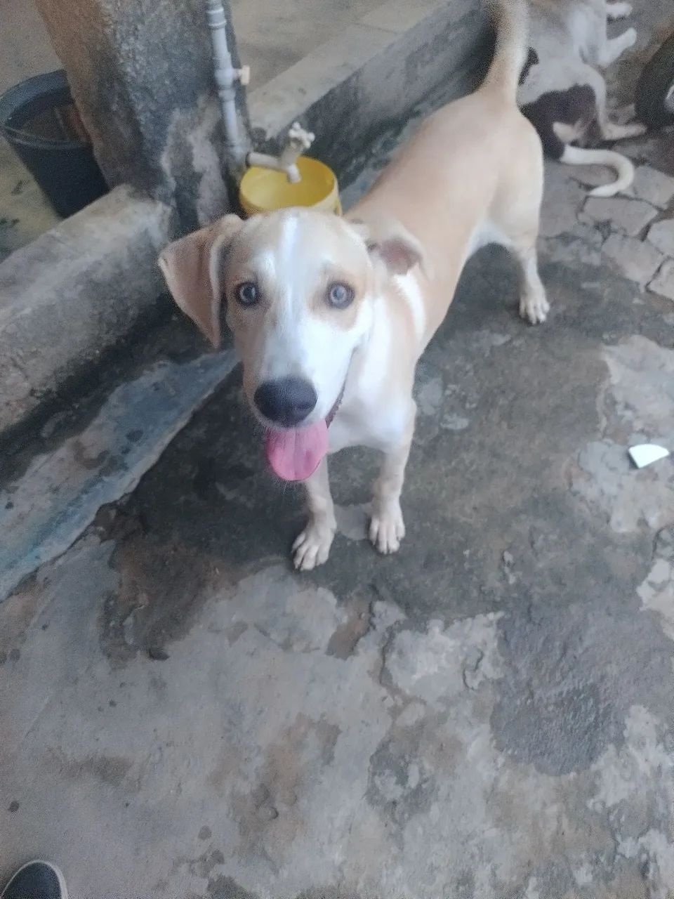 Cachorro pra doação 4 meses 