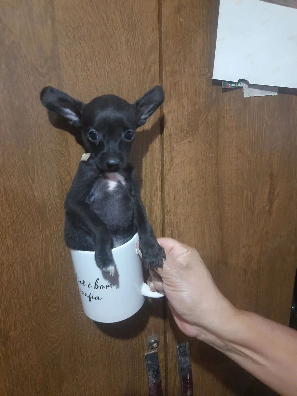Pinscher número 1 - Foto 3