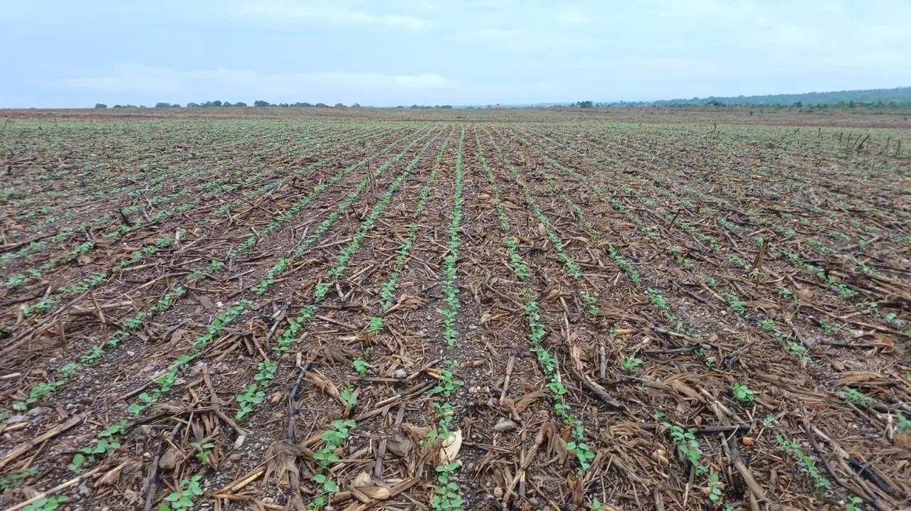 Faz 420 hec plantando 200 hec próx a cidade - Foto 5