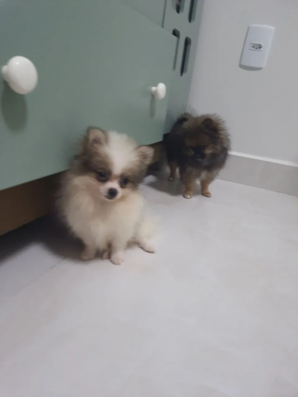 Spitz alemao - Foto 3