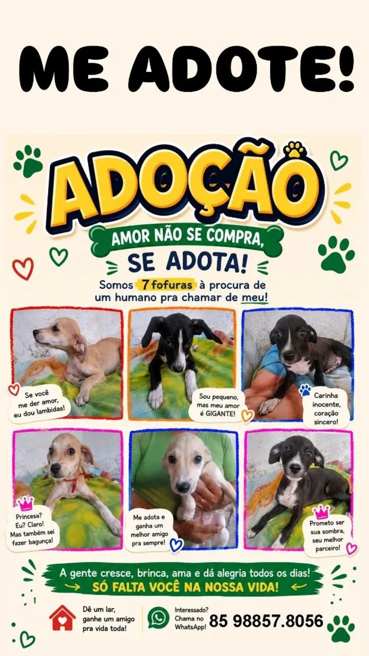 Filhotes para Adoção responsável. 2 meses e meio.