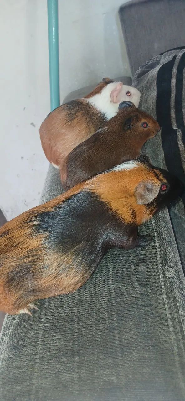 3 PORQUINHOS, um casal e um filhote macho, a Femea grande ja esta grávida  - Foto 3