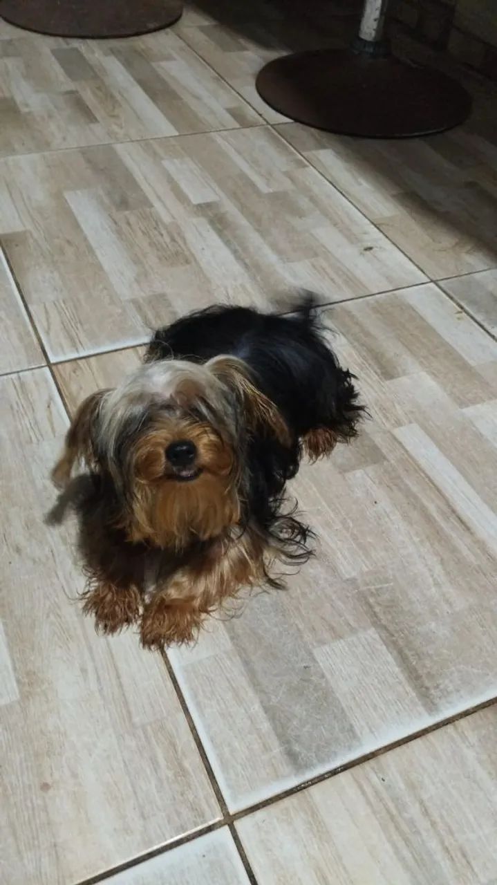Yorkshire micro  Terrier 