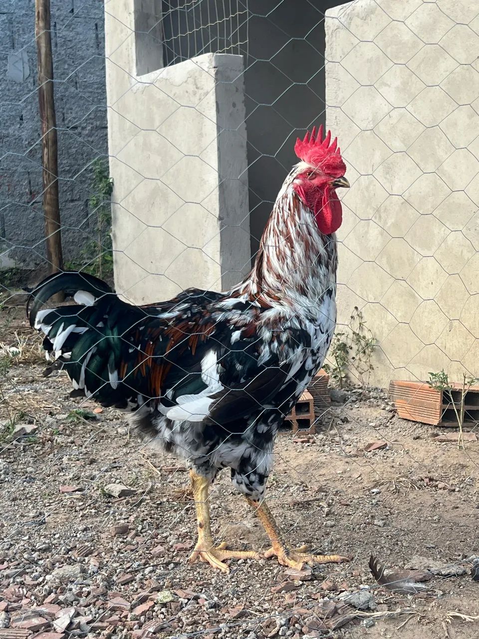 Vendo frangos machos Gsb   - Foto 5