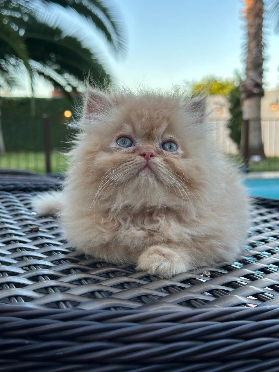 Lindo filhote gatinho Persa - Foto 2