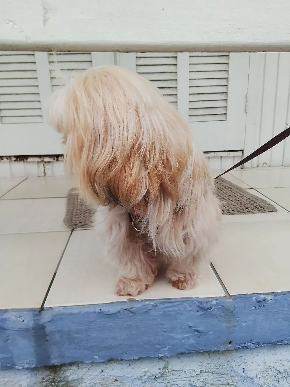 Vendo shitzu ele tem um ano de idade  - Foto 3