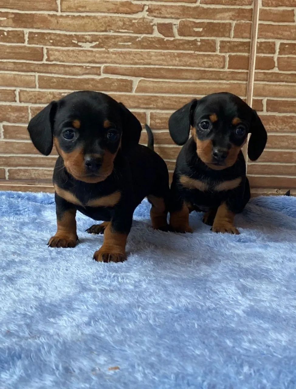 Daschund Kaninchen.