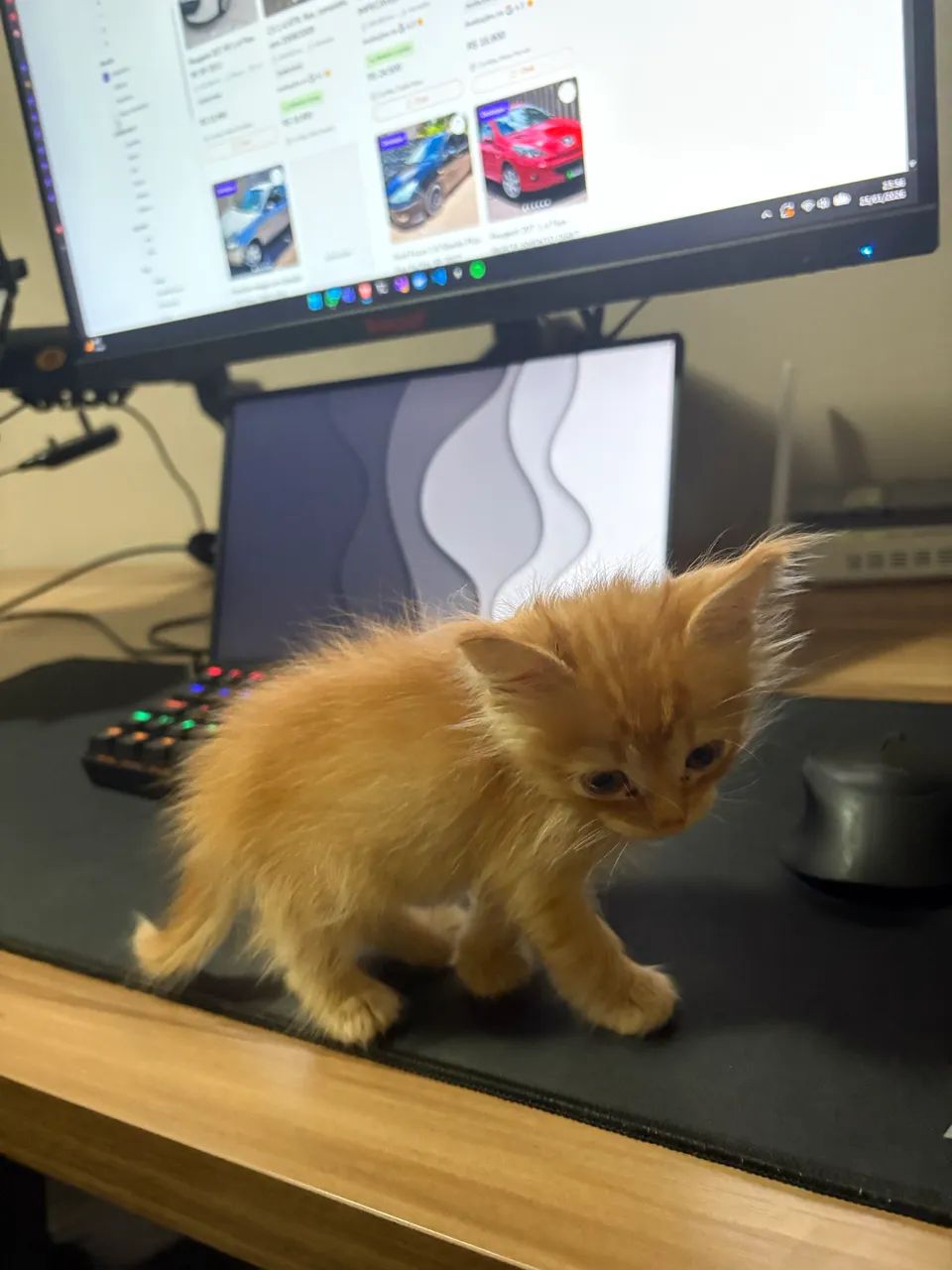 doa-se gatinha fêmea 1 mês  - Foto 3