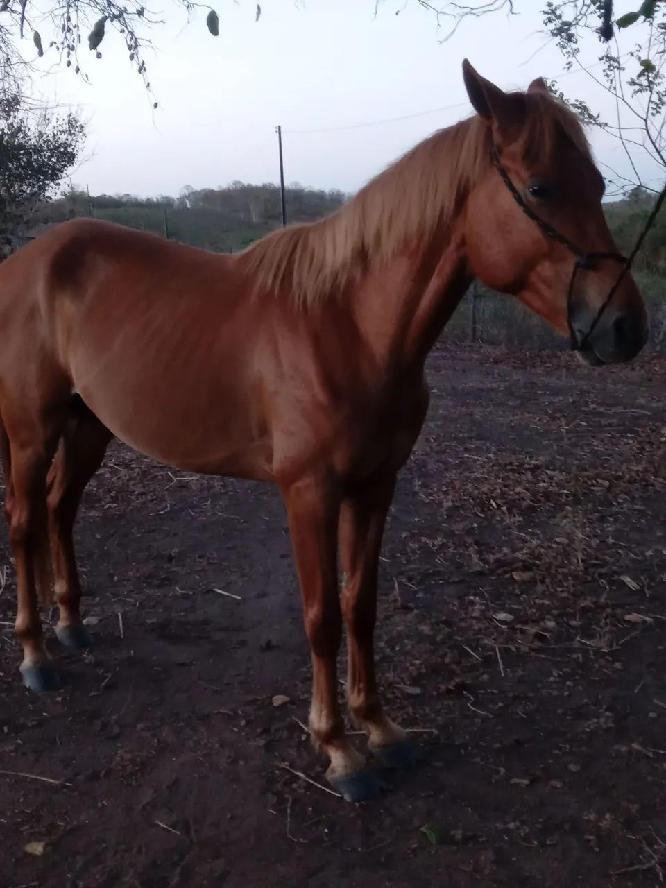 Cavalos ? ? ? na promoção  - Foto 2