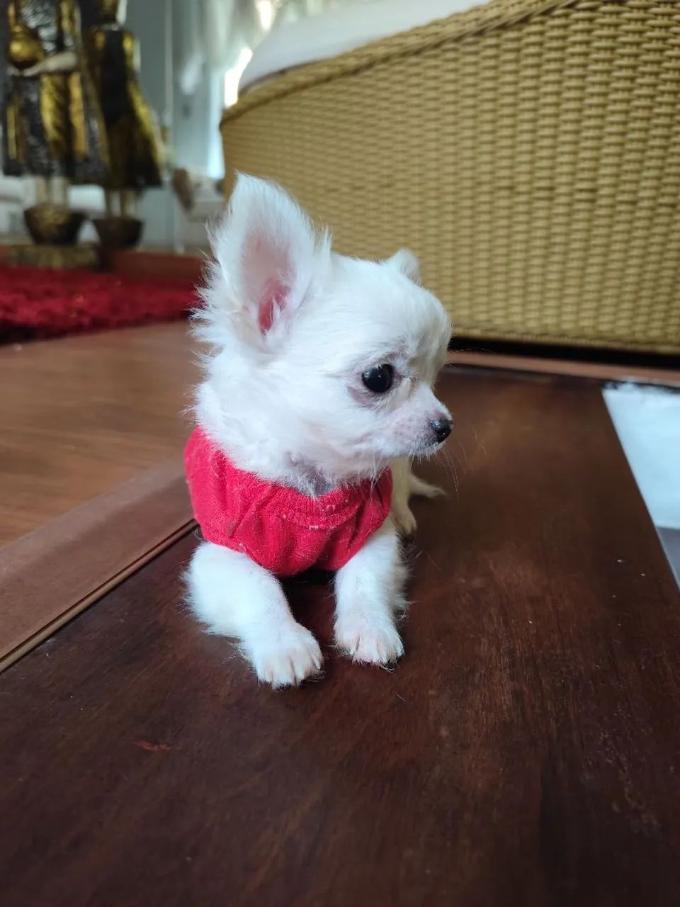 Chihuahua de pêlo longo - Foto 3